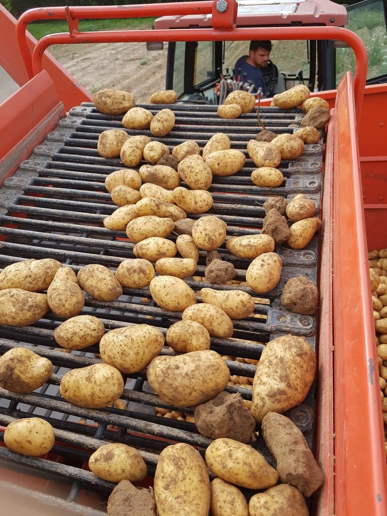 Kartoffeln rollen ein Förderband herunter bei der Ernte